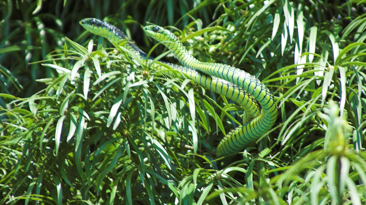 Male and female boomslang, courting